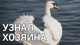 Лебедь узнал хозяина спустя 3 месяца разлуки - доброе видео