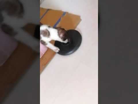 Saint Bernard Puppy 1/5 Month Old #Saintbernard #Largepuppy #Gujarat