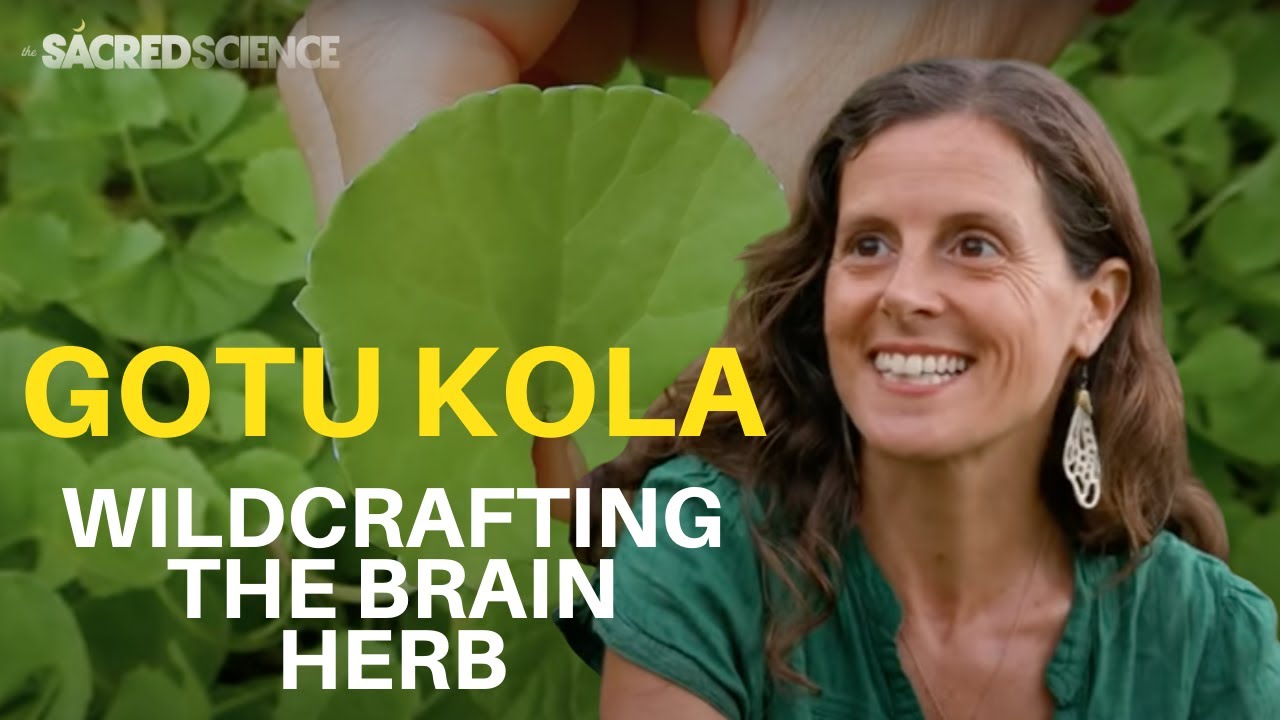 Gotu Kola | Wildcrafting The Brain Herb | Ayurvedic Food Medicine For Clarity + Focus