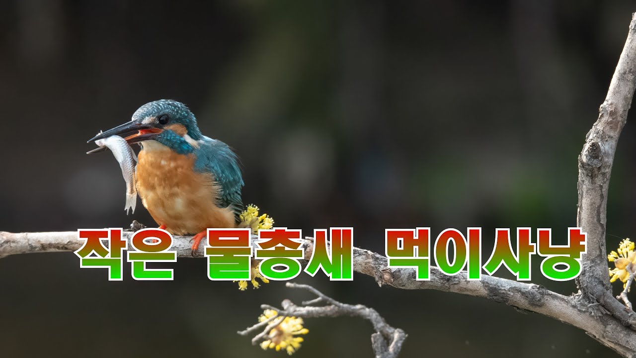 작고 아름다운 물총새 먹이사냥 유튜브 썸네일