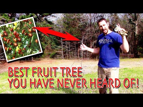 The Best Fruit Tree You Have Never Heard Of! (Fruit Tree Profile)