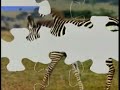 Plaza Sesamo Animal Video Puzzle Zebra