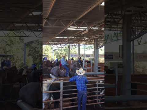 Roan Texas no ta quarto de milha Neropolis Go