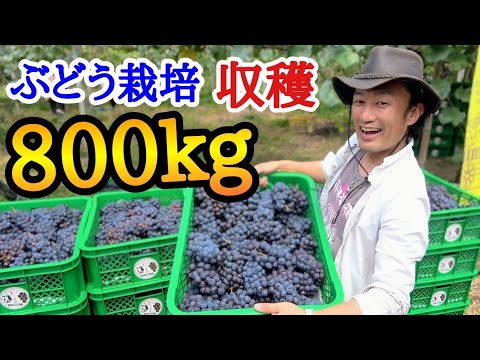 南フランスのオーガニックワイン文化