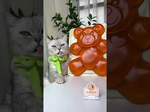 Cat ChangAn Makes the World's LARGEST Gummy Bear ！| Homemade Candy | Cute Cat TikToks #Shorts