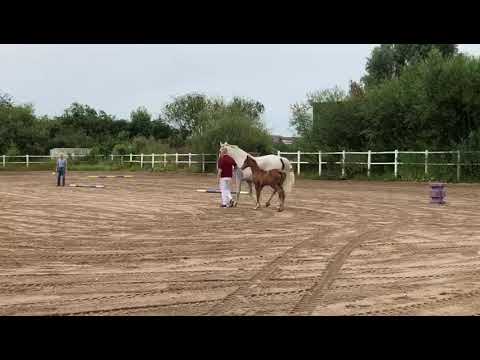 Nachwuchs 2019 Stutfohlen a.d. Felia v. Leovisto, v. Sandro, v. Capitano, v. Ritter