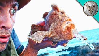 MONSTER FROGFISH FOUND!
