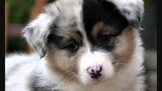 In the Arms of An angel. In memory of all my dogs