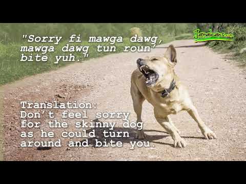 VIDEO: Learn A Jamaican Proverb - Sorry fi mawga dawg, mawga dawg tun... See more Jamaican prover...