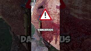 🌳 Why Do These Trees BLEED! 🩸#trees