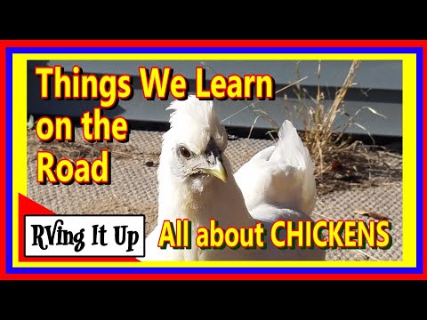 , title : 'The things we learn on the road:  All about chickens !'