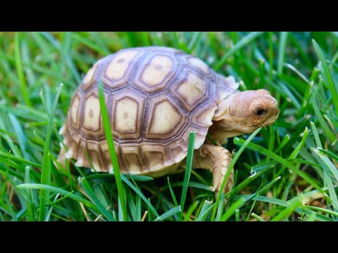 Built MY TORTOISE HIS DREAM HOME!! PART 1