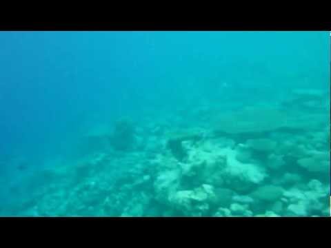 Komandoo house reef Snorkeling 2013