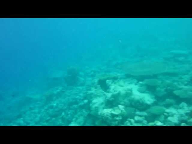 Komandoo house reef Snorkeling 2013