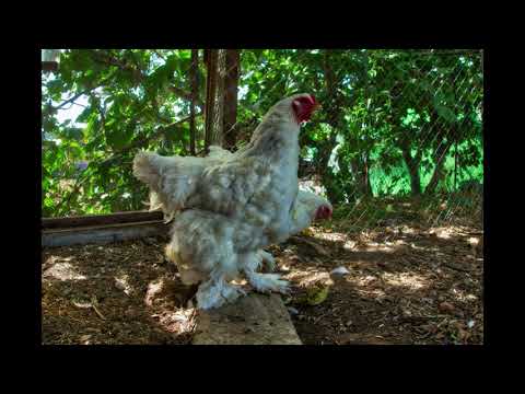, title : 'HDR Chicken breeds - brahma, spanish , faveroll , naked neck - Art chicken photo aGRokota'
