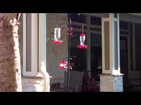 Hummingbirds stop in Texas before heading south to Latin America.