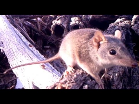 Yellow-footed antechinus (Antechinus flavipes)