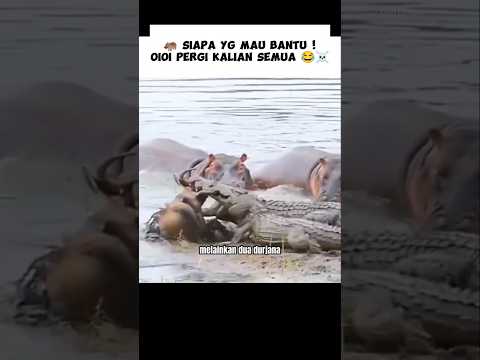 Melihat Wildebeest Tak Berdaya Kudanil Sigap Membantunya 🤩 #shorts #denssop #cerita #hewan