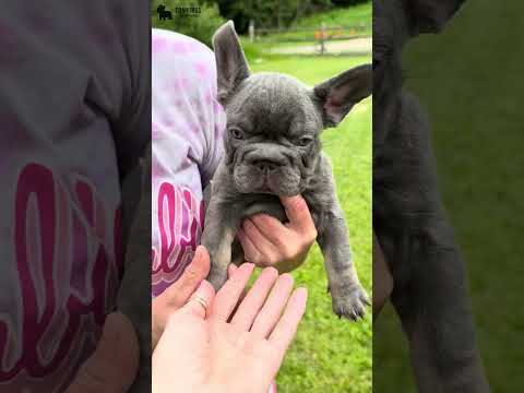 Video 5