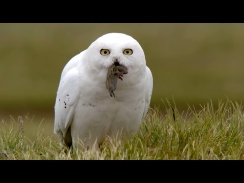 Snowy owl chicks chow down - Animal Super Parents: Episode 2 Preview - BBC
