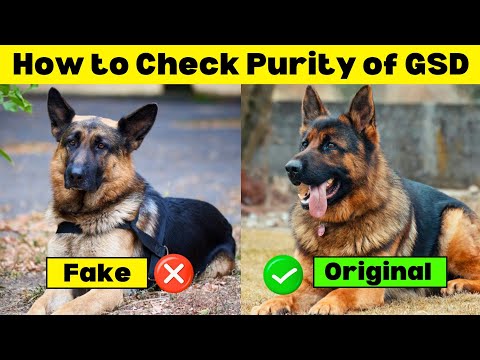 How to Check Purity of German Shepherd Puppy ✅