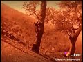 Safari Bado