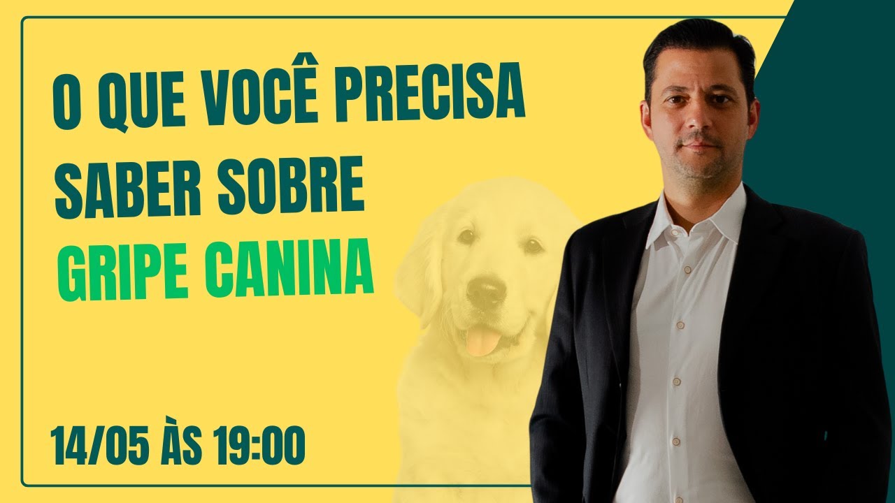 O que você precisa saber sobre gripe canina