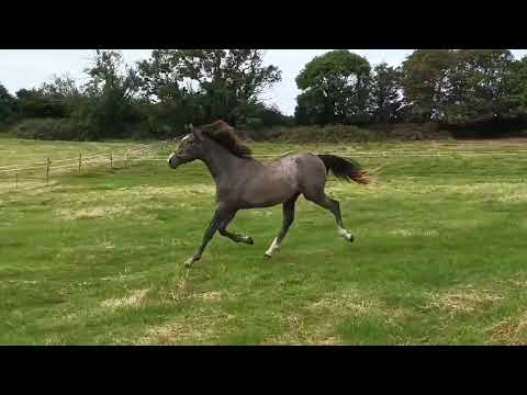 CSF CASTLELAWN EMERALD Yearling - Image 2