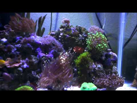 5 gallon pico reef tank (LED)