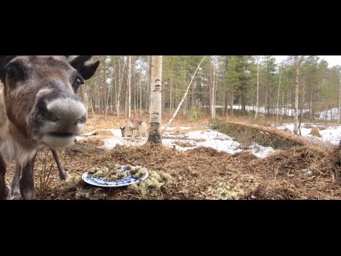 BAKOMFILMEN: Renarnas favoritbricka