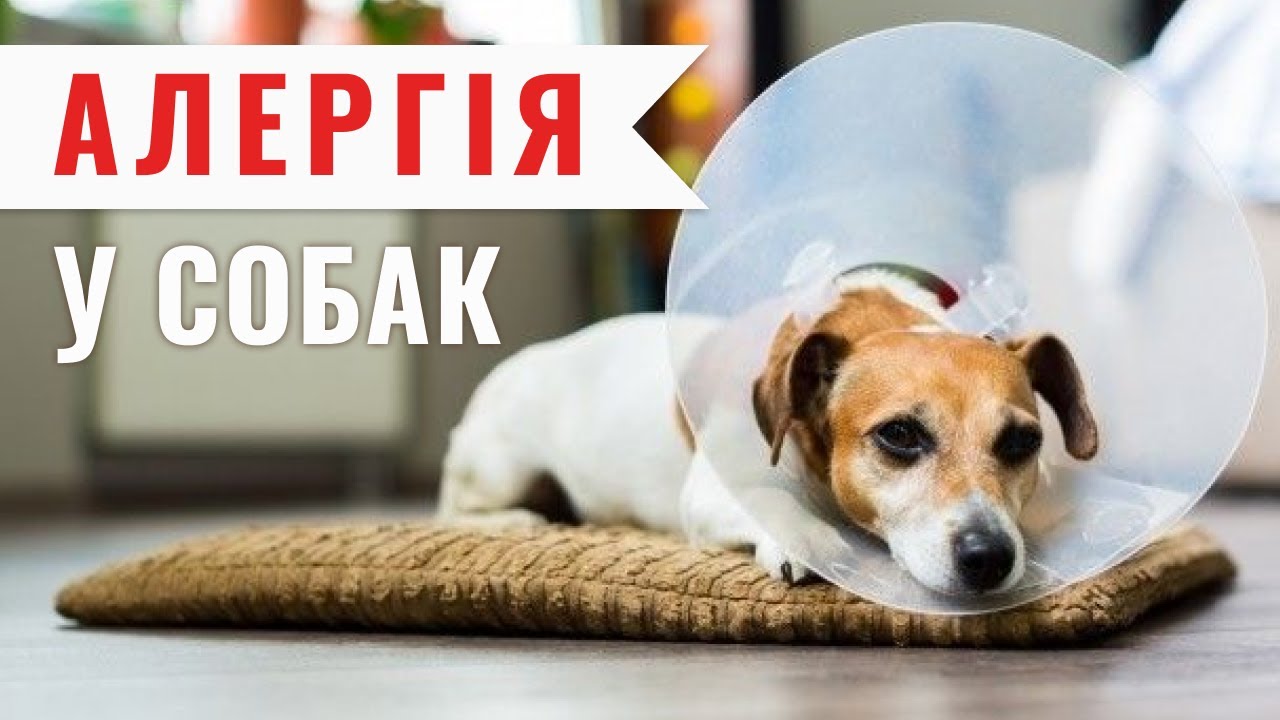 YouTube video preview