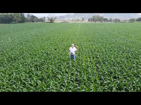 Atider aplicando los 24 pasos para el alto rendimiento del maíz en nuestra siembra en 2023.