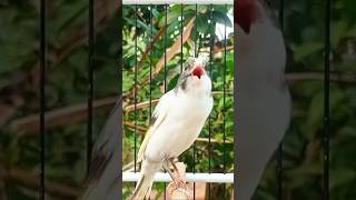 Download lagu Kenari cuit cuit gacor #kenarigacor #kenari #canary #canario #canarias #kanaria #canário #burung mp3 Download lagu Kenari cuit cuit gacor #kenarigacor #kenari #canary #canario #canarias #kanaria #canário #burung mp3