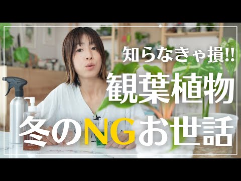 キョウチクトウ豆は切ったほうがいいですか？いつ、どのように行うのですか?ちょっとしたメンテナンスガイド  庭園