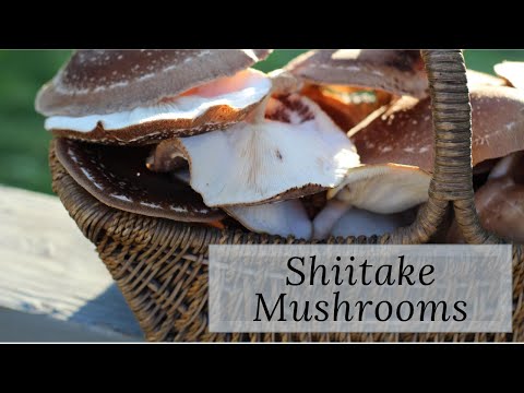 Using and Preserving Shiitake Mushrooms