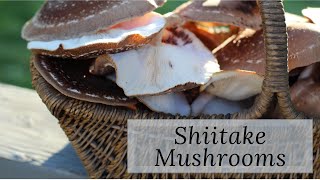 Using and Preserving Shiitake Mushrooms