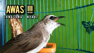 Download lagu trucukan gacor ROPEL PANJANG buat pancingan trucukan agar bunyi JADIKAN burung trucuk gacor EMOSI mp3