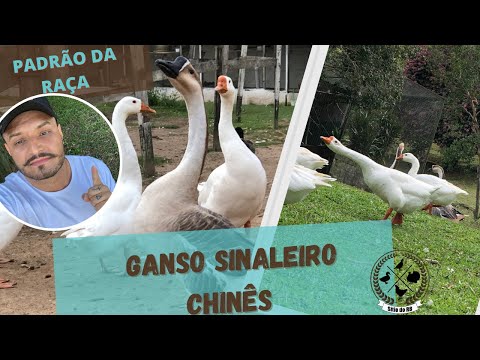 , title : 'GANSO SINALEIRO CHINÊS (PADRÃO DA RAÇA) #GANSO #GANSOSINALEIROCHINES #ANSERIFORMES'