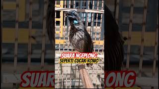 Download lagu Tepus Tunggir Merah ngeplong Mirip Cucak Rowo #birds #tepustunggirmerah #burung #kicaumania #fyp mp3