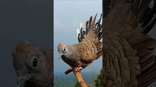 Download lagu Local Turtle Dove Bekur Calls Opponent mp3