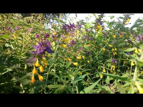 IVO LINNA - Vaid Sinu Naer