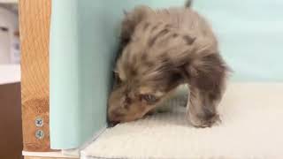 ミニチュアダックスの動画01