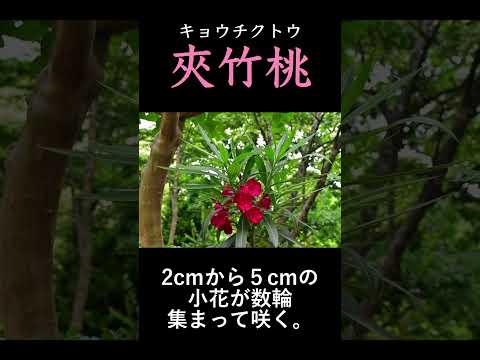 キョウチクトウ豆は切るべきですか? キョウチクトウは種子を形成しますか? 種子を回収する方法は?