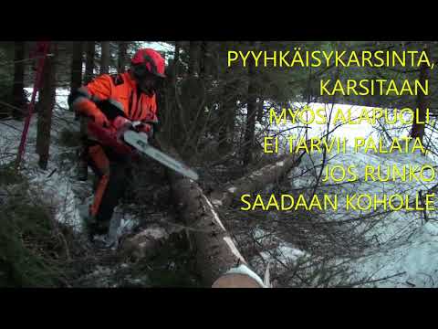 Metsolan metsäkoulu 137 - Karsintatekniikoita