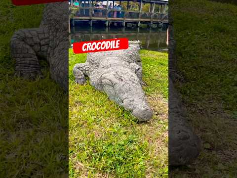 Alligator vs Crocodile‼️ #shorts #youtubeshorts #alligator #crocodile #florida