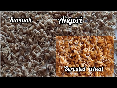 How to malt Wheat | malting grains | Samnak - Angoori bnanay ka tareeka