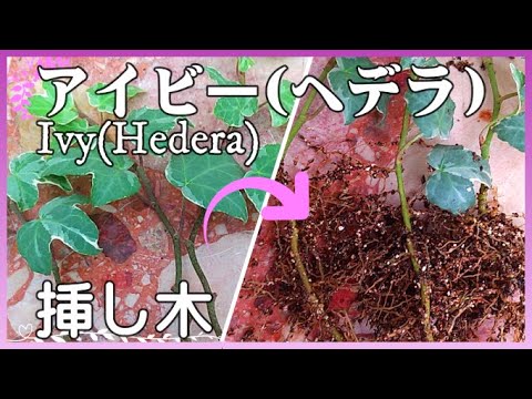 アイビーの挿し木はいつ取るのですか？どうやって ？リーダーに従う ！  庭園