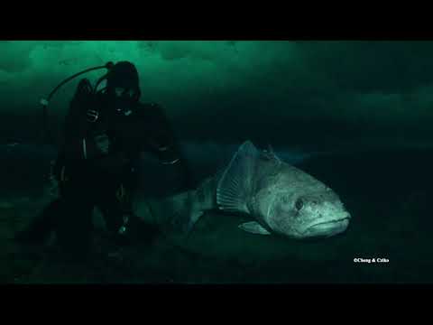 Amazing adaptations of the Antarctic Toothfish