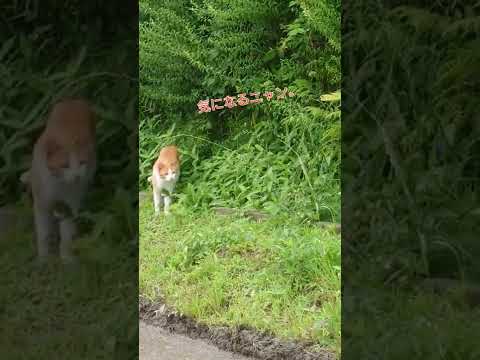 ねこにゃん ちょうちょに惑わされる&hellip;　のらねこ編～
