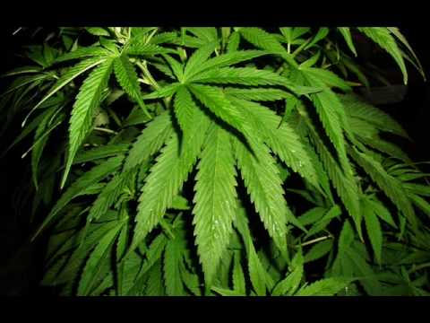 Tanzo & Bonsai - Makè